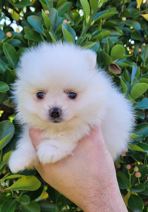 Померан-мини шпиц !!!