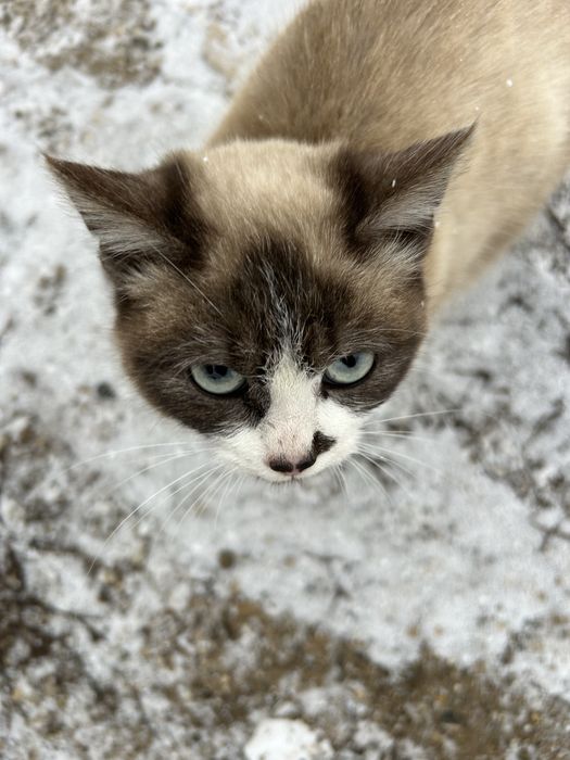 Отдам кошку в добрые и заботливые руки