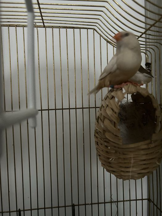 schimb o pereche de zebre pe o pereche de hamsteri