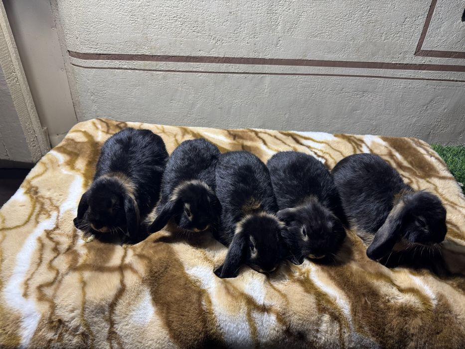 Karlik dekarativ quyon bolalari