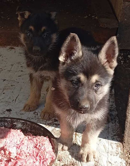 Чехословашки вълчак източно-европейска овчарка