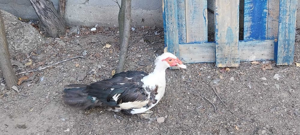 Ratoi Bio Rate Mute Lesesti