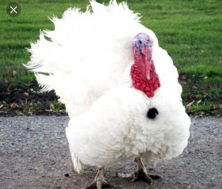 Курка гошти ,котта абёмдахам бор!