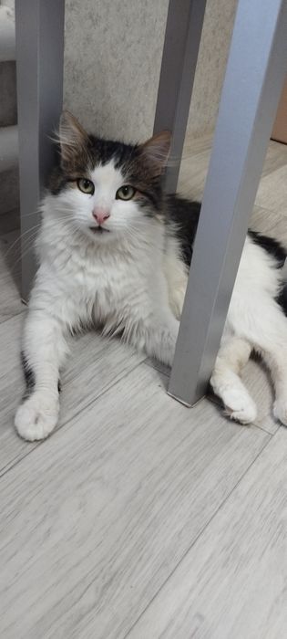 Отдам в добрые руки