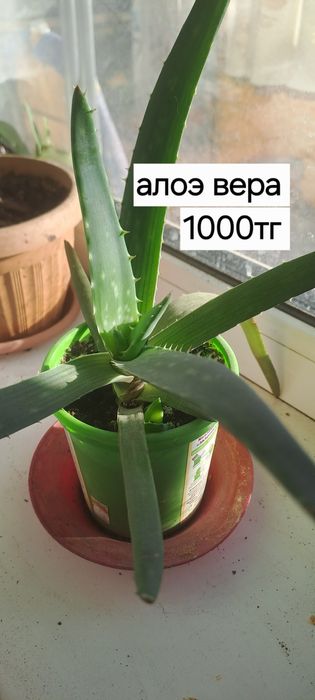 Комнатные цветы.