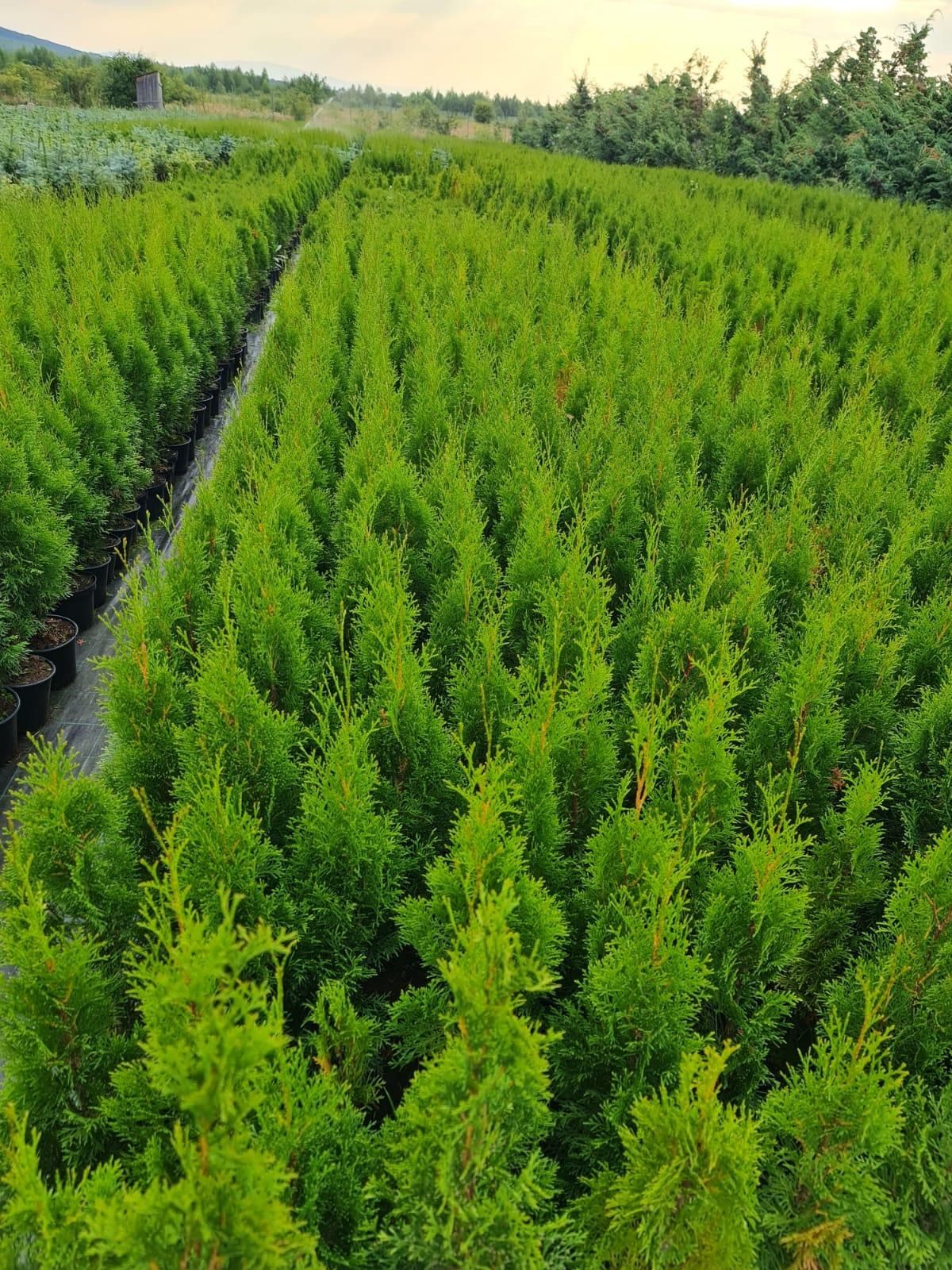 Tuia smaragd ( nu columnaris, ..) perfect aclimatizați