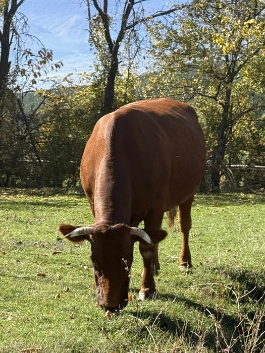 Продавам стелна крава