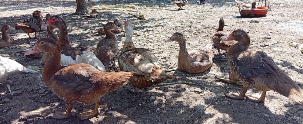 Boboci de rata leșească ciocolaterii