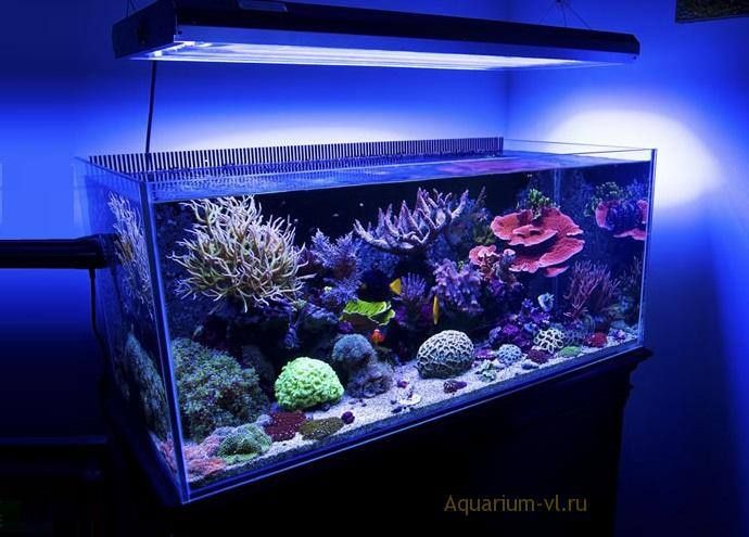 Dengiz akvariumlari tòplami sotiladi