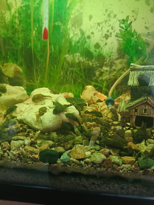 Анцитруси обикновени