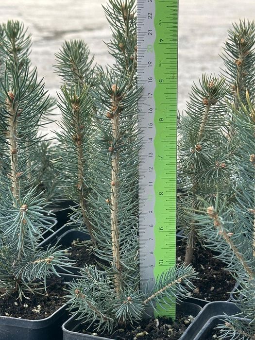 Голубая ель Р9 контейнер