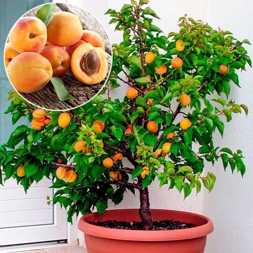 Pomi fructiferi pitici