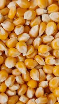 Царевица на зърно фуражна царевица 350лв на тон