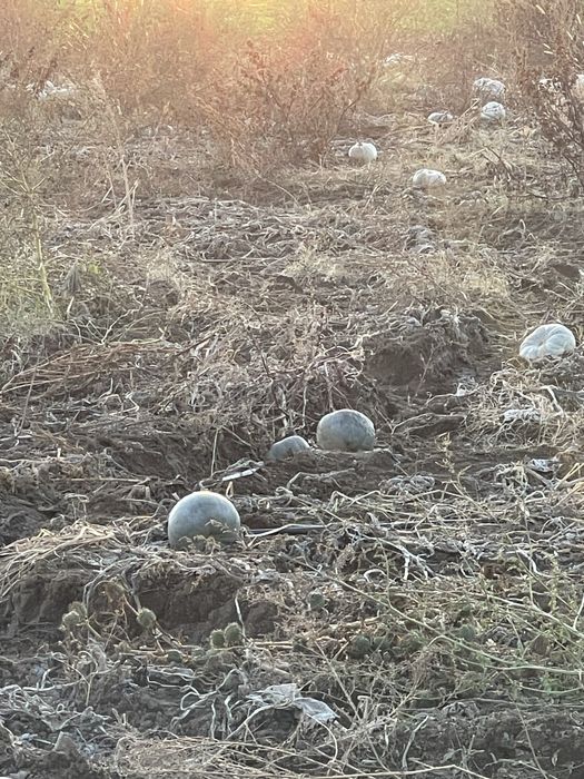 Тиква храна за животни-рогат добитък