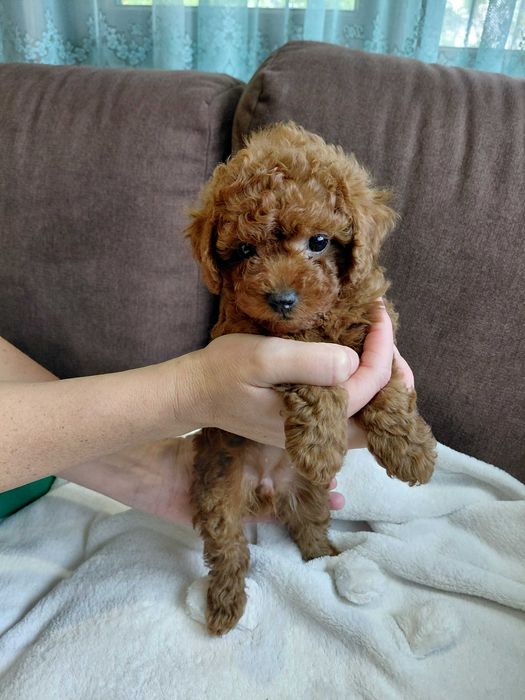 Пудел той мъжко и женско