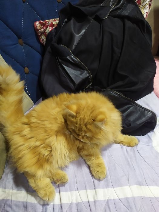 Strayt ogil bola taxminan 7 oyli