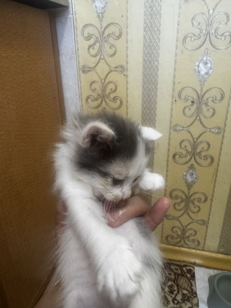 Котенок , кішкентай мысықтар бар