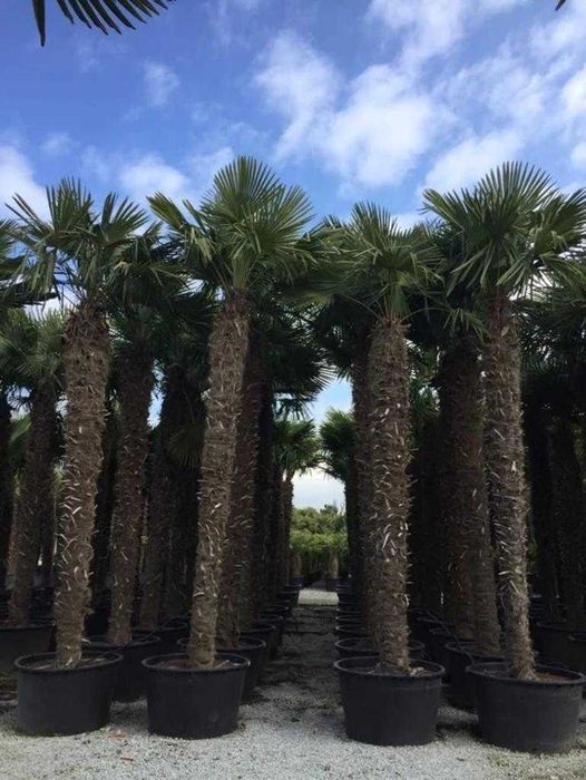 Palmieri rezistenti la ger aclimatizati