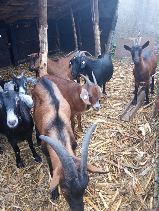 Vând 6 capre  și un țap