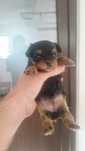 Yorkshire terrier mini toy, 4 masculi