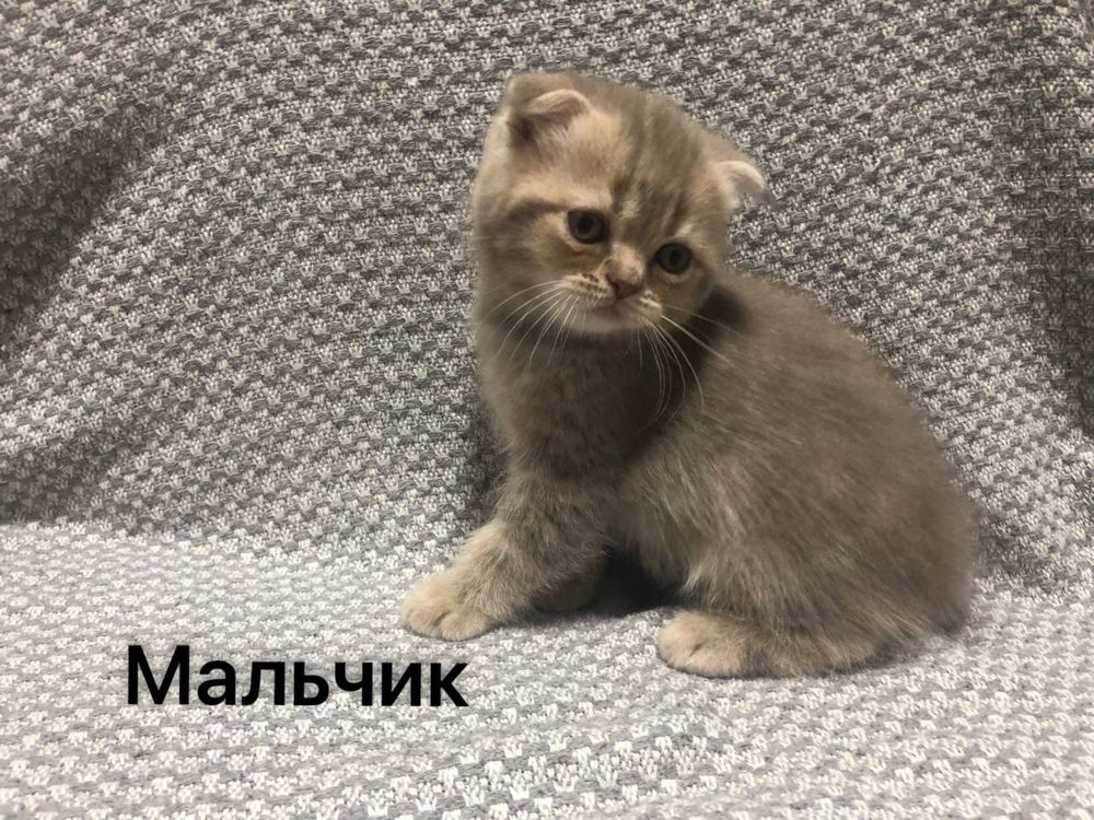 Ктоенок Скотиш фолд