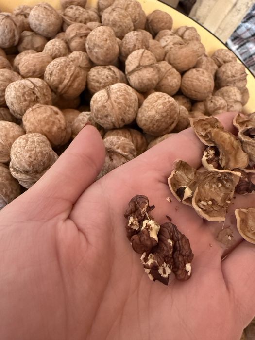 Продам грецкие орехи