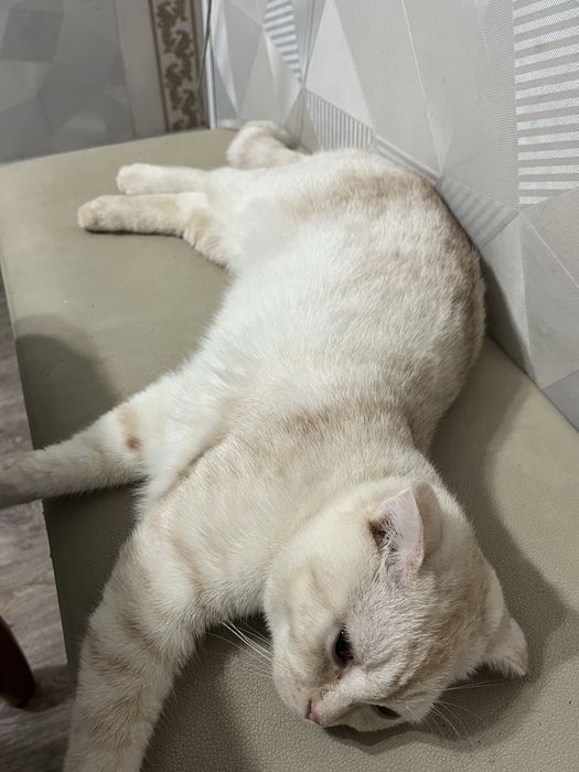 Продается вислоухий кот