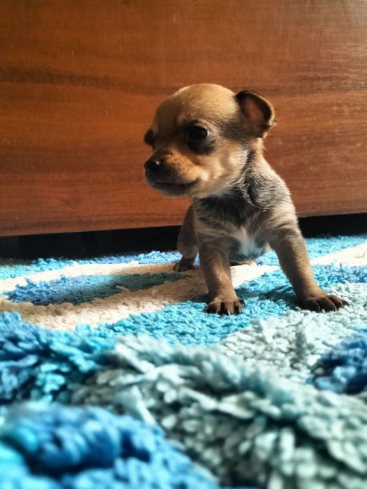 Щенки русского той терьера