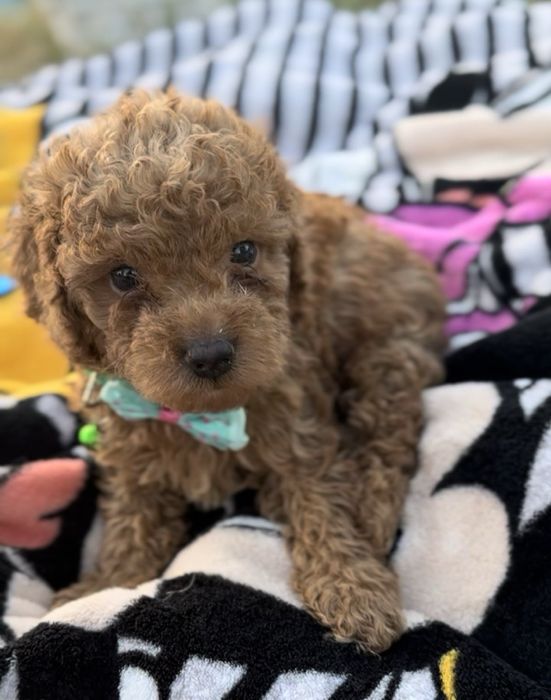 Пудел мини    Пудел мини