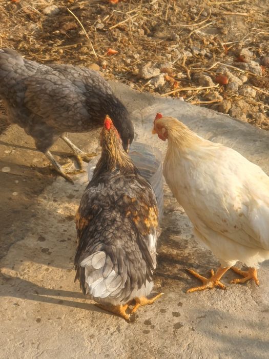 Еш жужалар сотилади