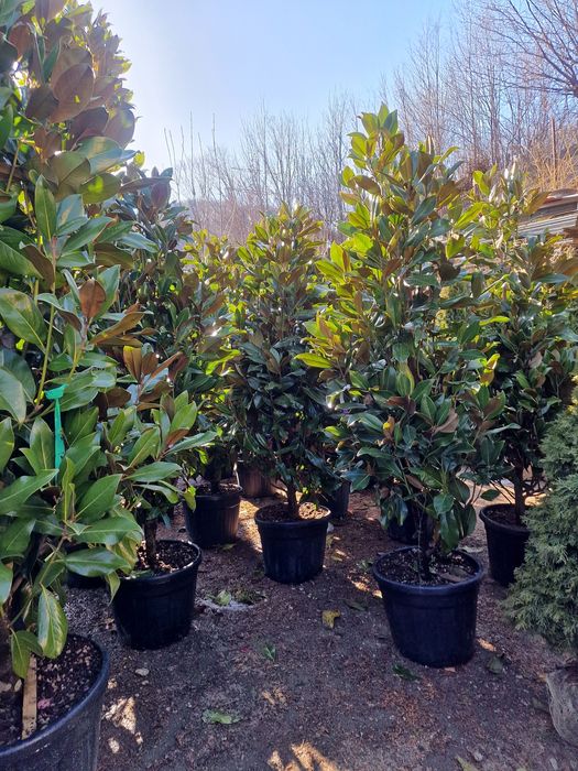 Plante ornamentale exterior si interior ( maslin, palmier, magnolia)