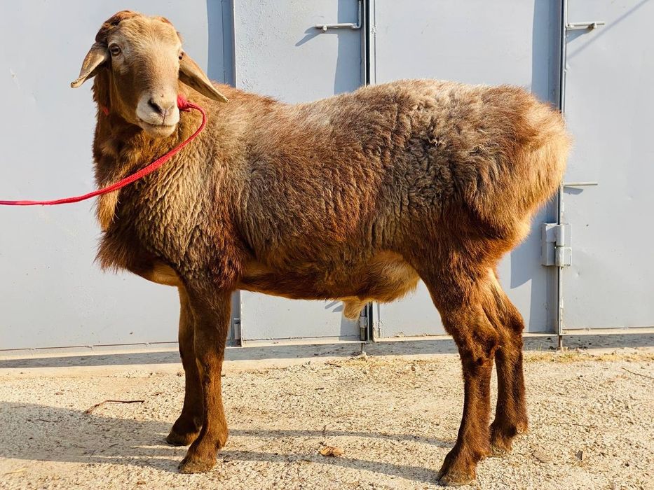 Кучкор сотилади!