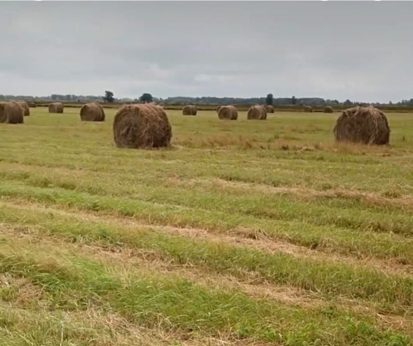 Продам сено луговое
