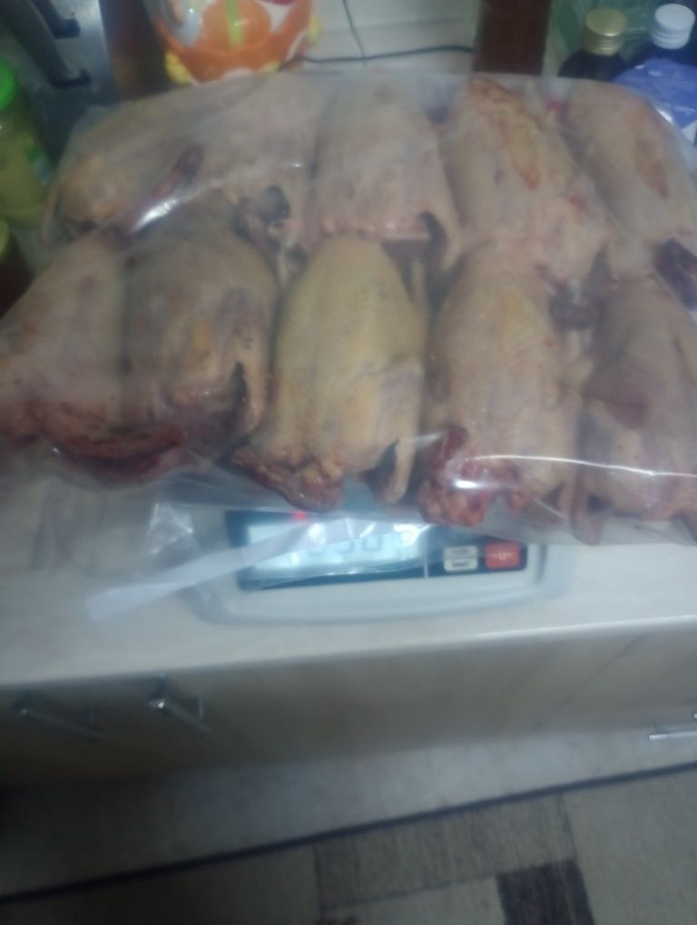 Carcasă porumbel la comanda