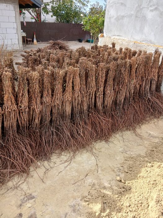 Butași de vita de vie