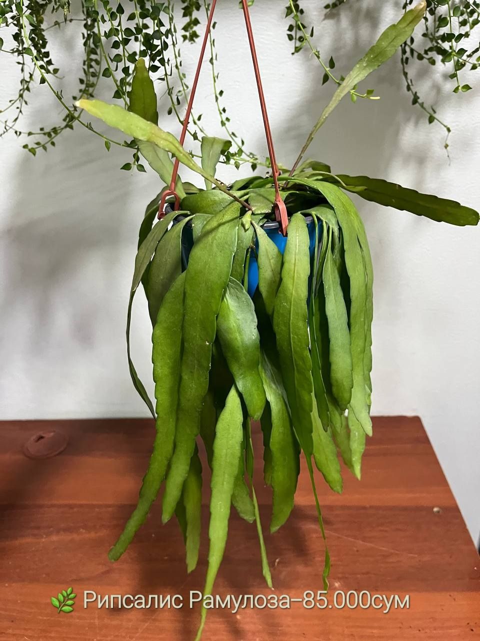 Продаются Рипсалис, Дисхидия Русифолия, Драцена