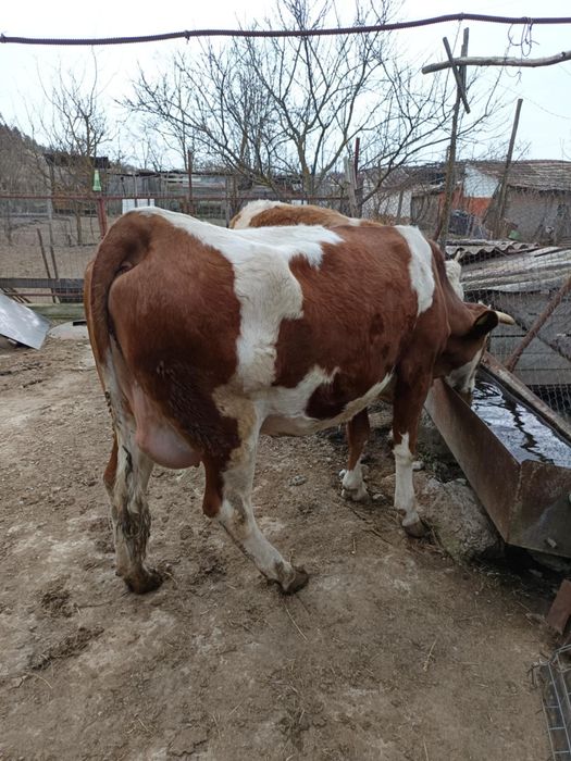Vând 2 vaci una cu vițel și una gestantă