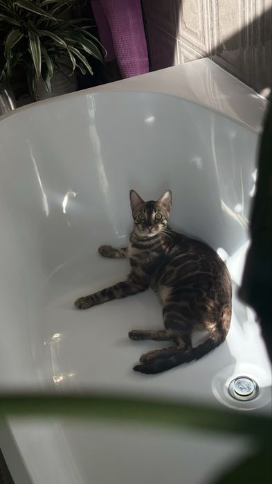 Отдаем кота Бенгальской породы