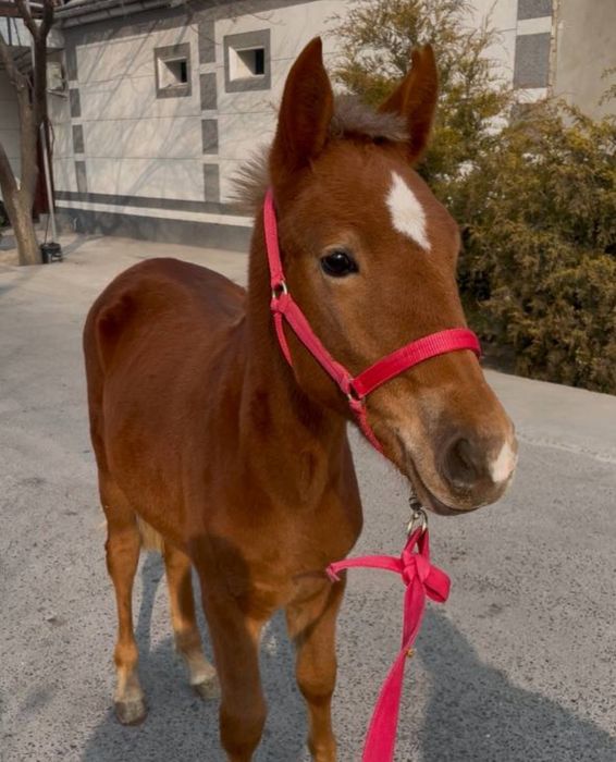 Той сотилади кора байр