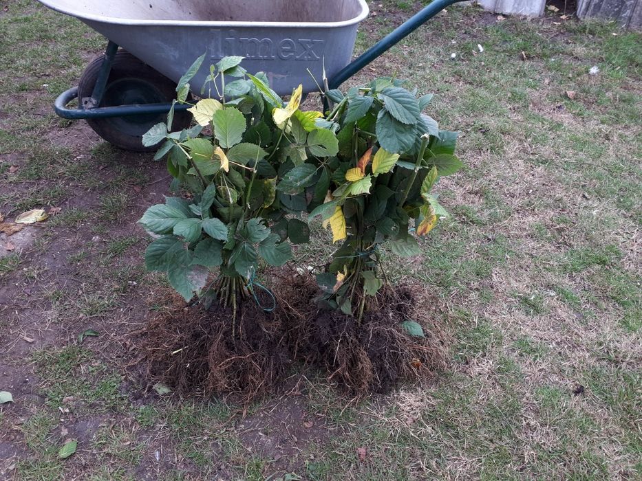 Drajoni zmeur&afin&mur