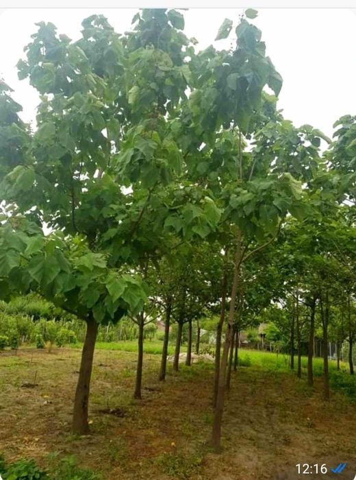 Vând casa cu teren 1550 mp