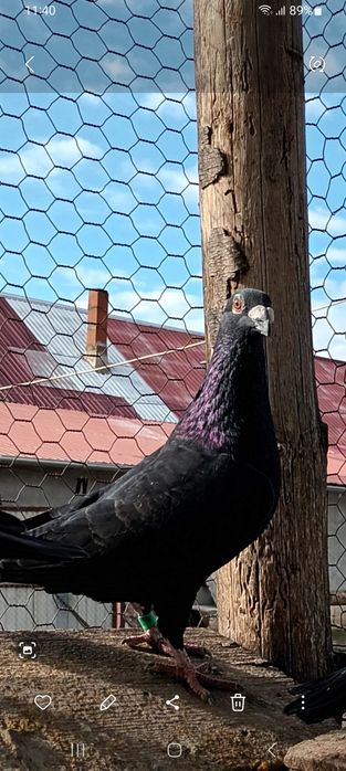 Vând porumbei sau schimb pe diverse păsări