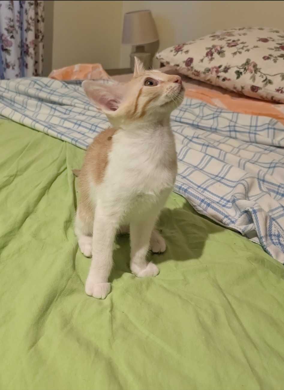 Подарявам 2 котенца
