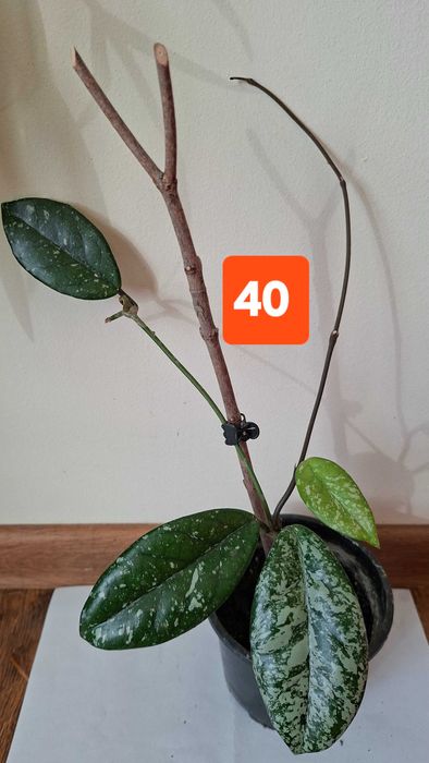 hoya carnosa,lacrima maicii domnului, floare de ceara