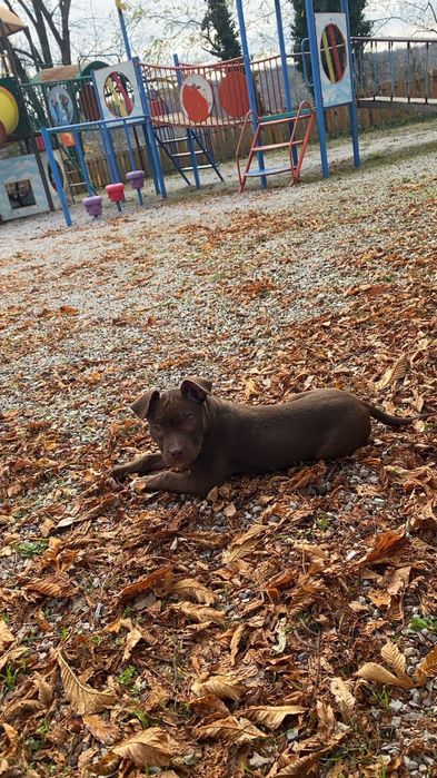 Женски питбул!!!