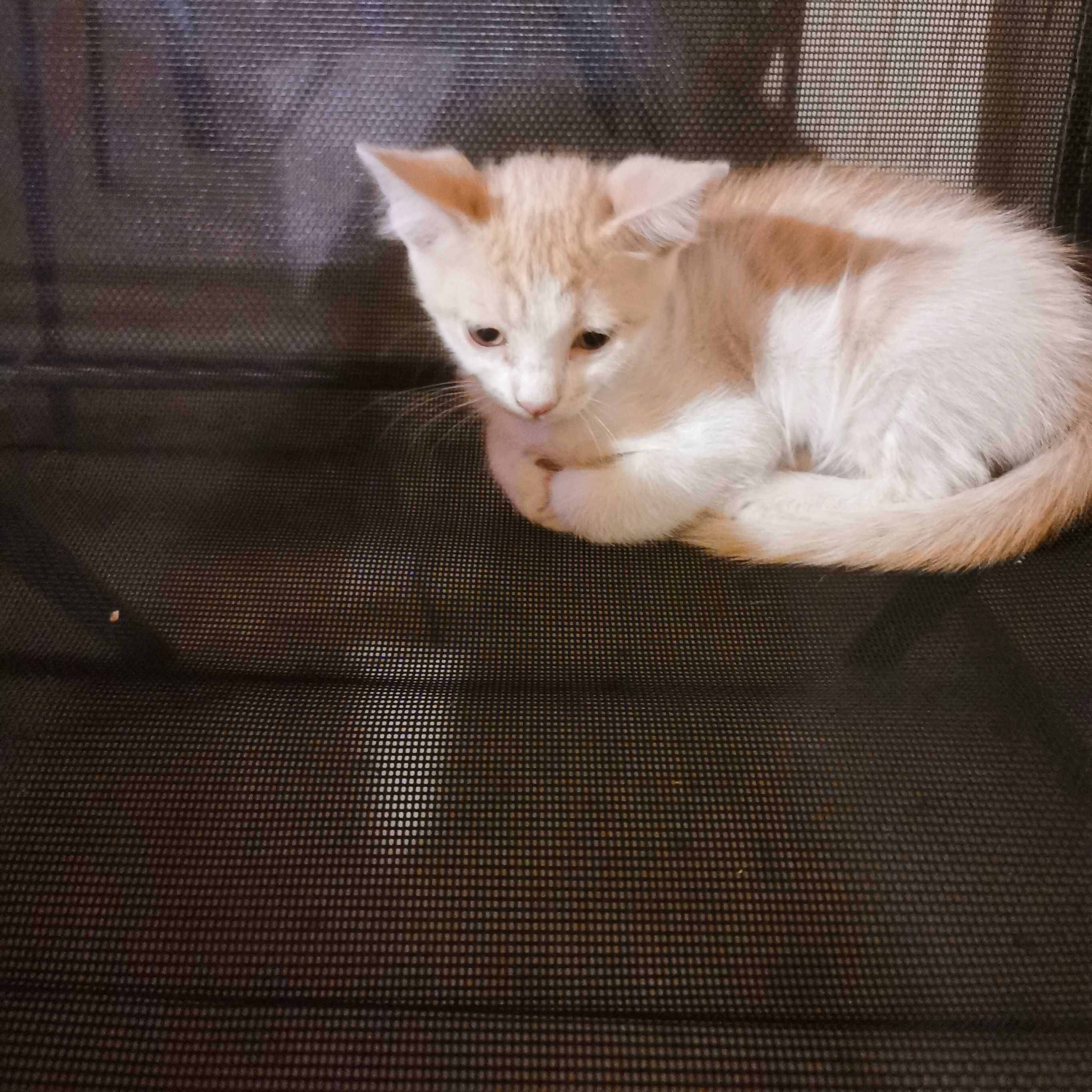 Котки котенца момиченца