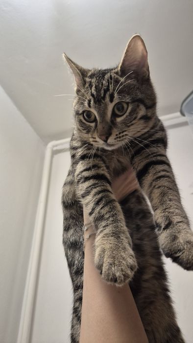 Iulian pui pisica cauta ACASA