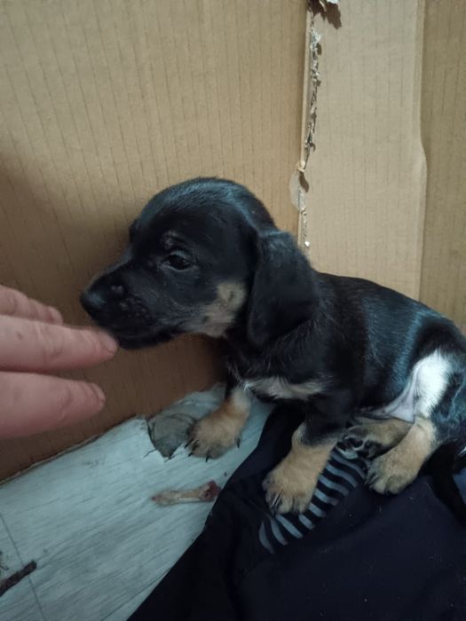 Черно-белый щенок