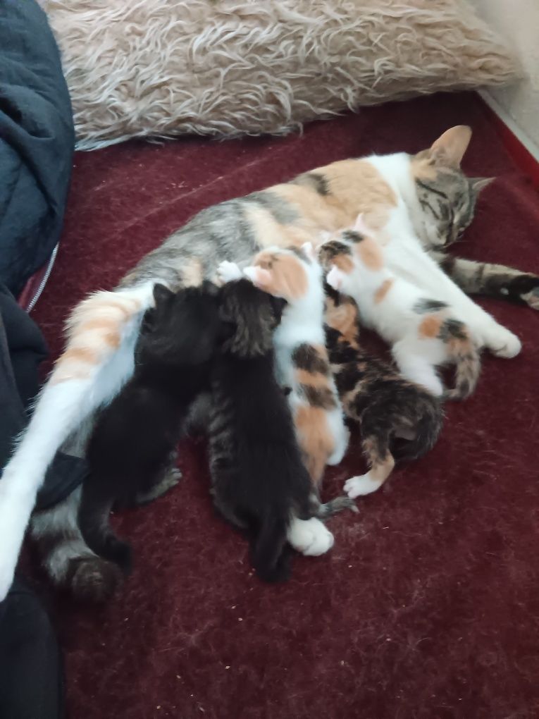 Животни  малки котенца