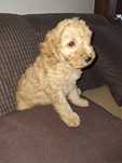 Pudel/caniche pitic